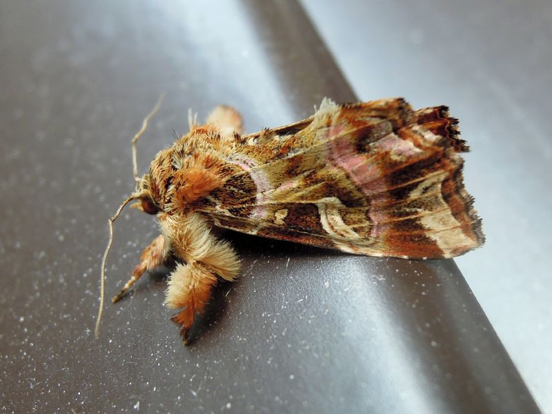 Callopistria juventina - Noctuidae